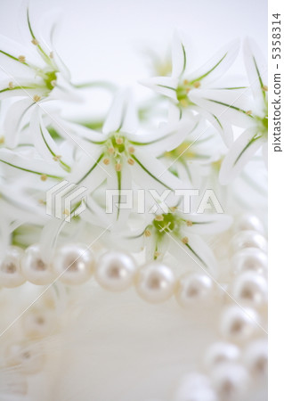 白色蔥屬花和珍珠項鍊 白色蔥屬花和珍珠項鍊 5358314