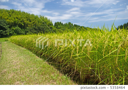 收穫前的稻穗 收穫前的稻穗 5358464