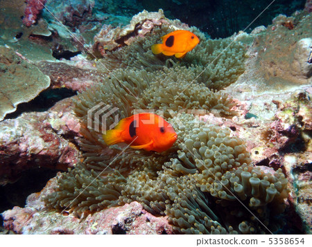 Red Saddle Back Anemone Fish Red Saddle Back Anemone Fish 5358654