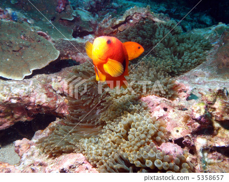 Red Saddle Back Anemone Fish Red Saddle Back Anemone Fish 5358657