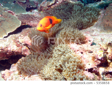 Red Saddle Back Anemone Fish Red Saddle Back Anemone Fish 5358658