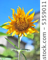 向日葵 5359011