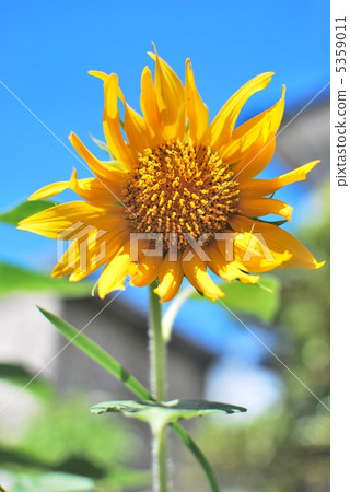 Sun Flower Sun Flower 5359011