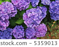 繡球 5359013