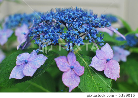 繡球花 繡球花 5359016