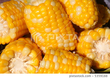 Corn 1 5359188