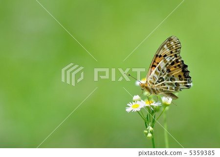 Zuma giuna Zuma giuna 5359385