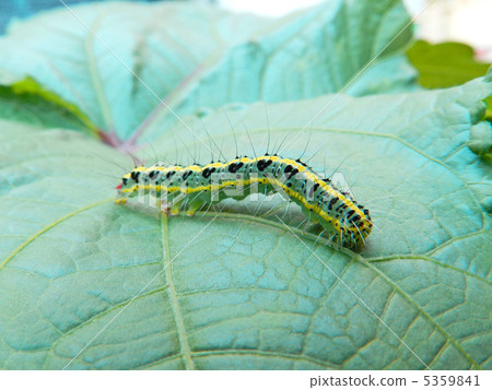 Larva of the Phalaenopsis longis age (age) 5359841