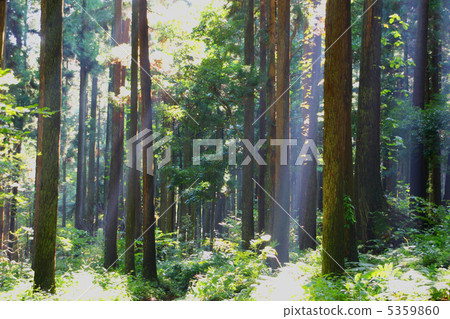Forest 5359860