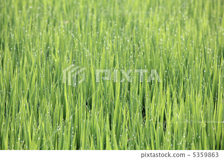 Rice 5359863