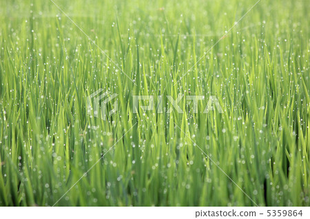 Rice 5359864