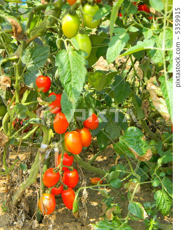 Ripe mini tomato Ripe mini tomato 5359915