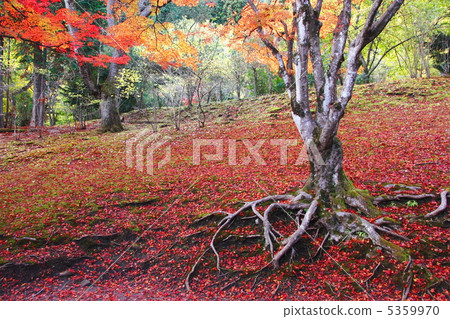 Deciduous leaves of maple Deciduous leaves of maple 5359970