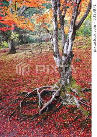 Deciduous leaves of maple Deciduous leaves of maple 5359971
