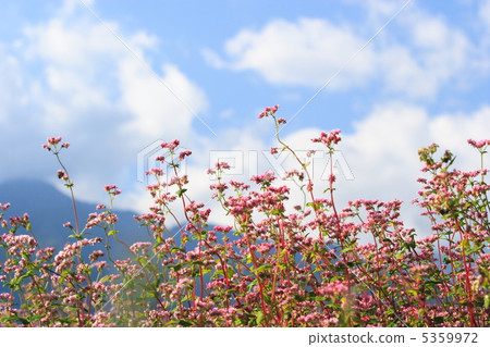 紅蕎麥麵(Takamine Ruby) 紅蕎麥麵(Takamine Ruby) 5359972