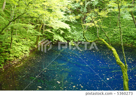 白神山的Aoike 5360273