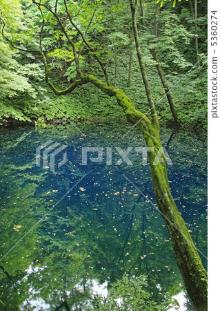 白神山的Aoike 5360274