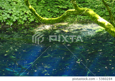 白神山的Aoike 5360284