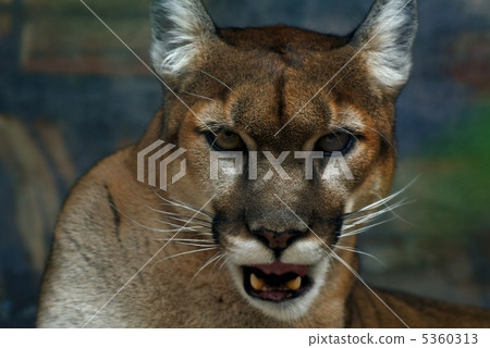 美洲獅 美洲獅 5360313