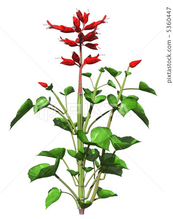 Salvia 1 5360447