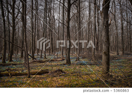 Spring forest with snowdrops 5360863