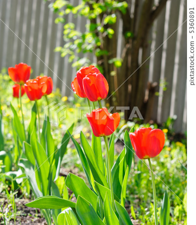 Tulips Tulips 5360891