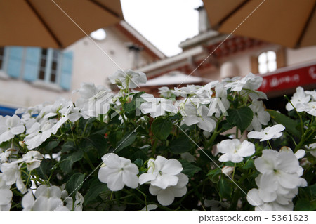 Impatiens blooming on the terrace 5361623