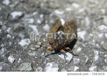 Cicadas 5361639
