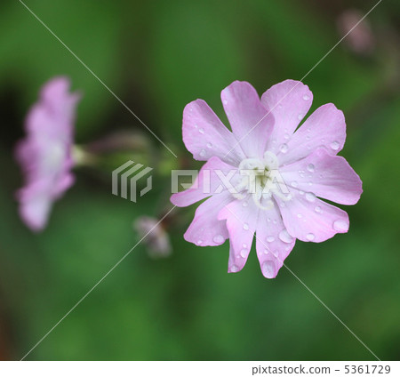 Fukuro Nadeshiko 5361729