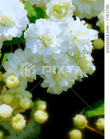 Shishimibana: Yukiyanagi (Yae) Shishimibana: Yukiyanagi (Yae) 5361786