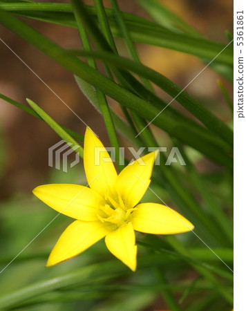 Cellowianam（Yeon）：Hananilla（黃色） 5361861