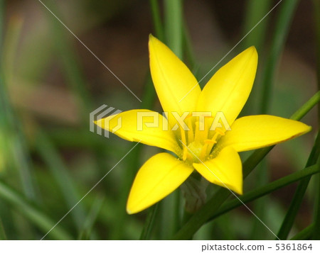 Cellowianam（Yeon）：Hananilla（黃色） 5361864