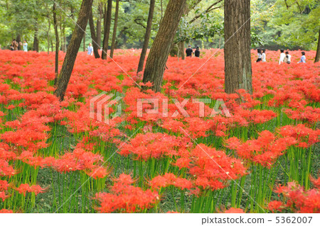 A cluster amaryllis of a drawstring 5362007