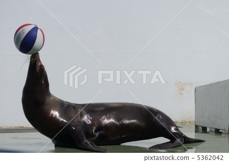 Sea lions and balls 5362042