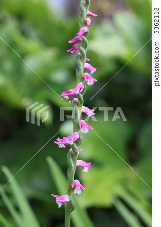 Spiranthes sinensis 5362118