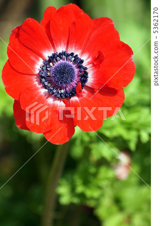 Anemone (red) 5362170