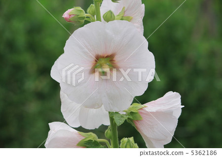 蜀葵 蜀葵 5362186