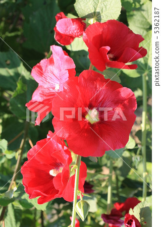 蜀葵 蜀葵 5362187
