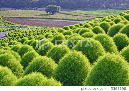 KOKIA KOKIA 5362198