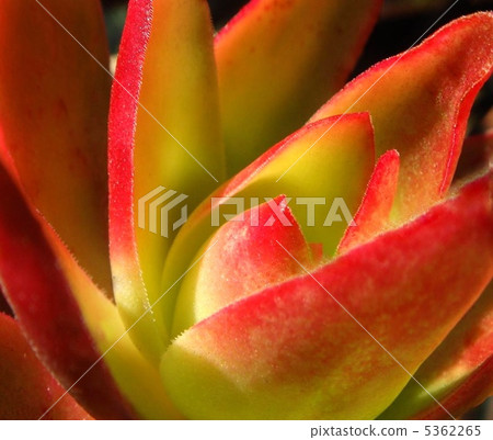 多肉植物(火節) 多肉植物(火節) 5362265