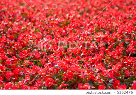Red flowers Red flowers 5362476