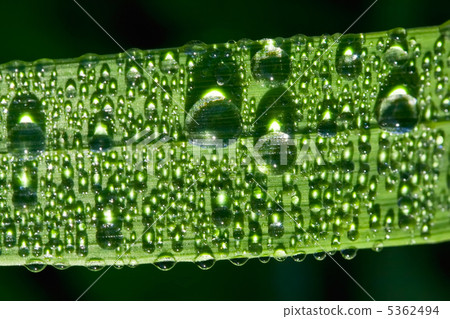 Dew Dew 5362494