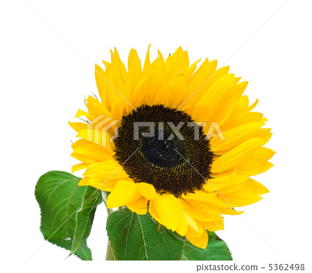Sunflower Sunflower 5362498