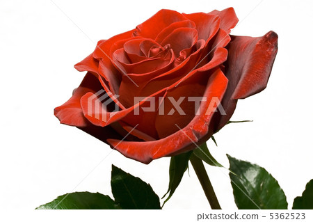Red rose Red rose 5362523