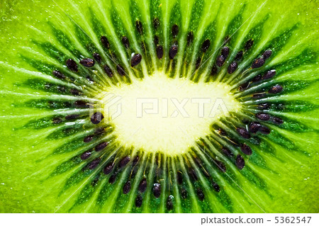 Kiwi 5362547
