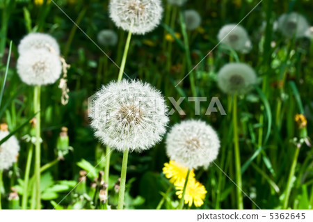 Dandelions 5362645