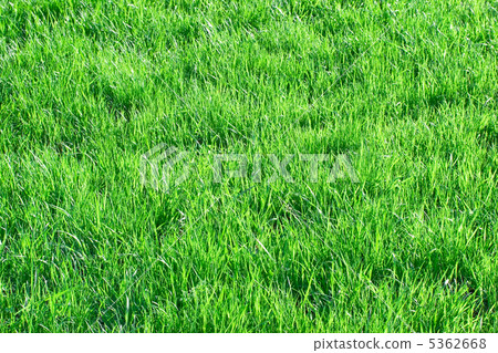 Grass Grass 5362668