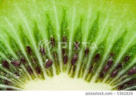 Kiwi 5362826