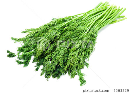 growth, foliage, dill 5363229
