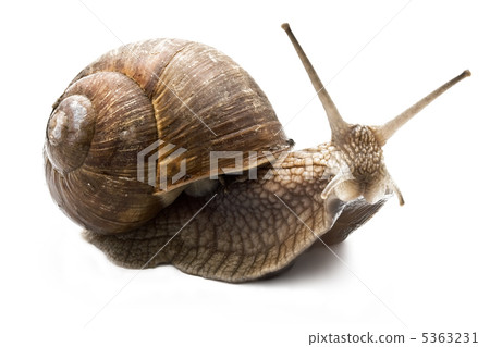 Snail Snail 5363231
